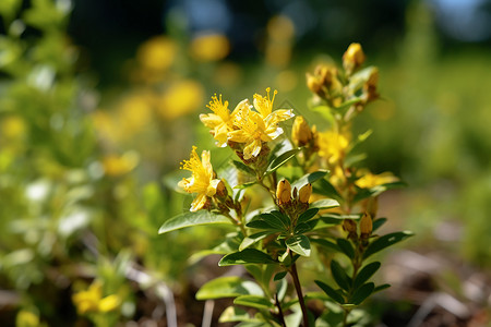 黄色野花的特写镜头图片