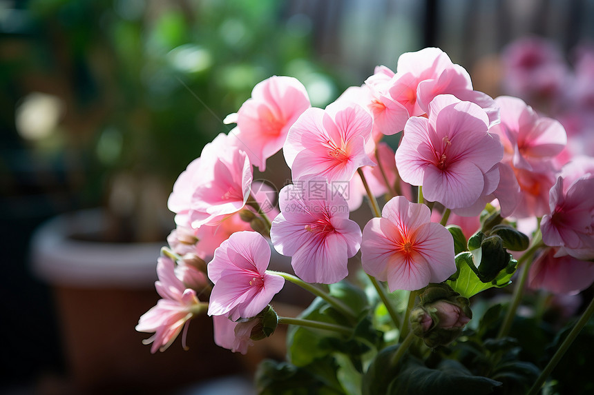 春季盛开的粉色天竺葵图片