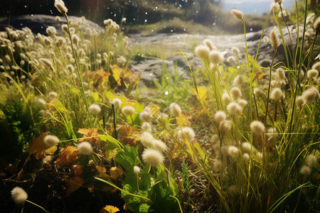 美丽的蒲公英花海景观背景图片