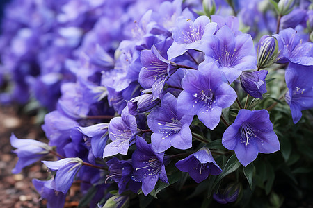 美丽的牵牛花花朵背景图片