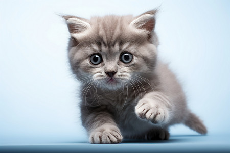 乖巧可爱的宠物猫咪幼崽图片