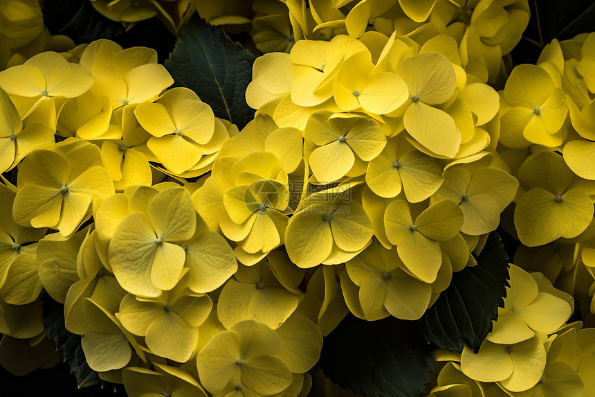 绽放的黄色绣球花图片