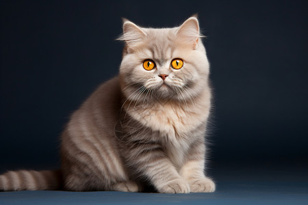 可爱的灰色宠物猫背景图片