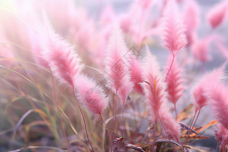 幻想花卉夏日花园粉色花朵背景