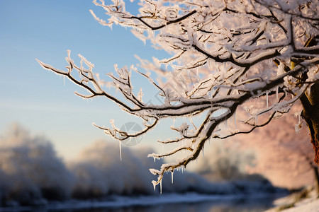 漫天雪冰雪漫天的冬日枝头背景