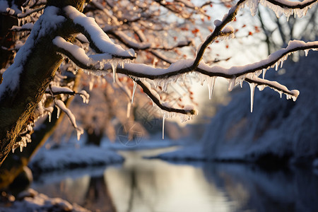 冰冻的树枝湖面冰小河高清图片