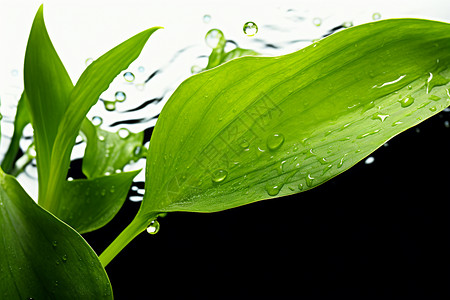 绿叶上的液体水珠图片