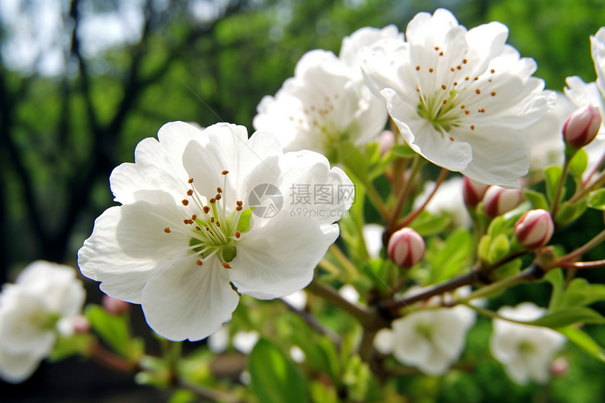 树枝上的白花图片