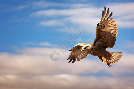 幼小老鹰猫头鹰天空中飞行的老鹰背景