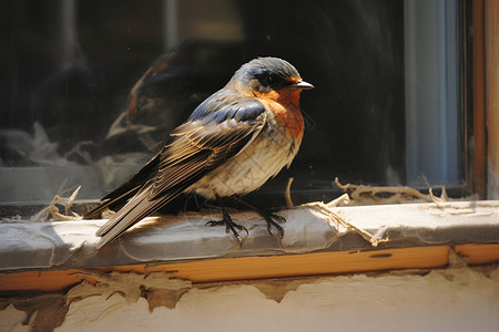 窗户边栖息的小鸟背景图片