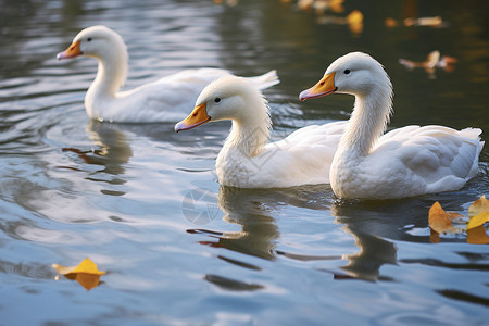 池塘里的白色大鹅高清图片