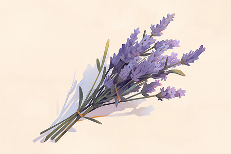 薰衣草和迷迭香美丽淡紫色鲜花插画
