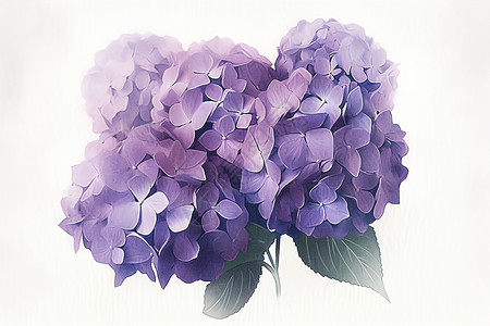 紫色绣球花背景图片
