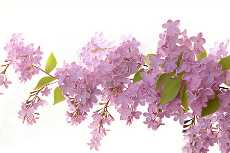 淡紫色丁香花美丽的丁香花插画