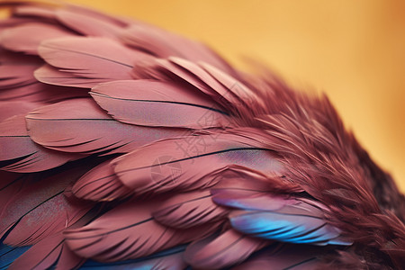 羽毛翅膀图片