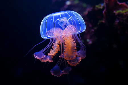 神奇水母神奇的海底水母背景