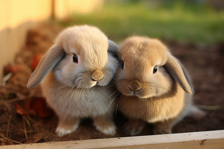 兔子的友谊图片