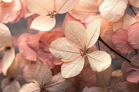 粉色花朵壁纸背景图片