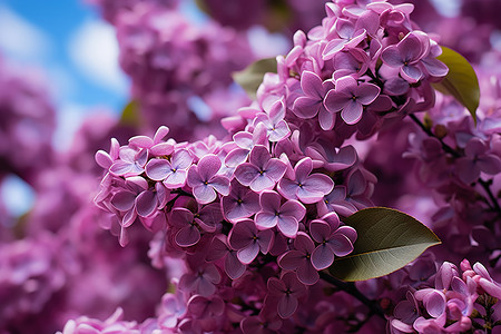 紫色丁香花枝高清图片