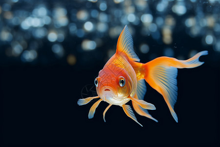 水族缸水族馆里的金鱼背景