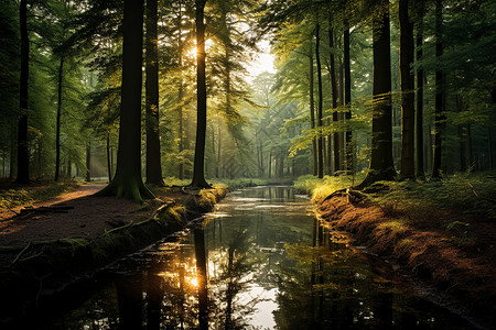 阳光透过树木洒落在森林间图片