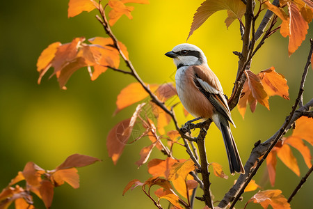 秋季枝头野生的小鸟图片