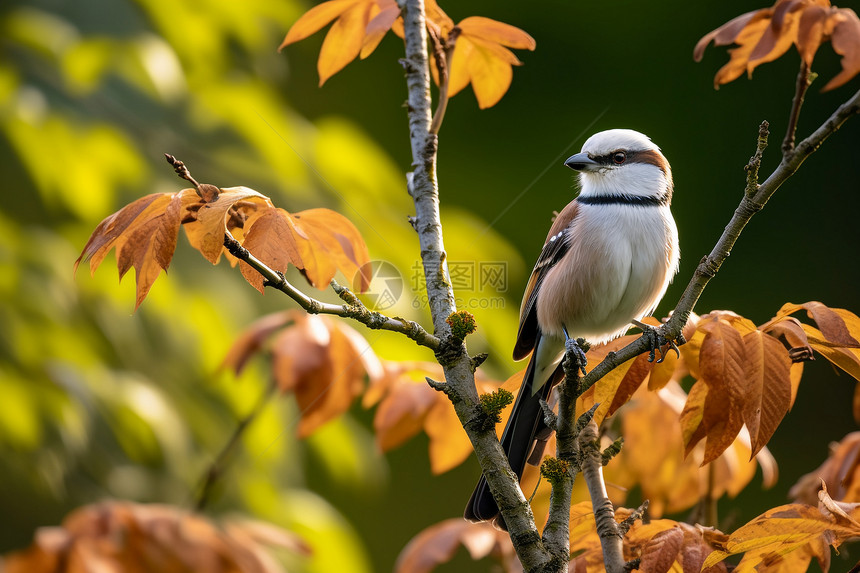 秋季枝头可爱的小鸟图片