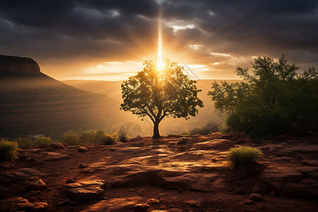 耀眼光芒夕阳下荒漠中的大树背景