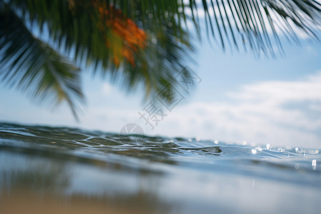 热带海滩的棕桐树图片