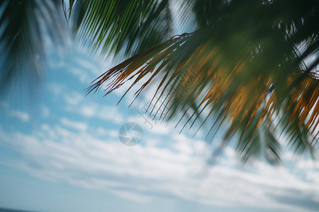 夏日海边的棕桐树图片