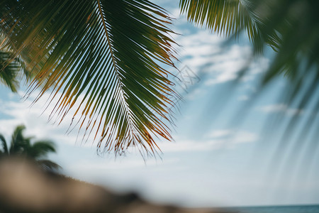 假期海边的棕桐树背景