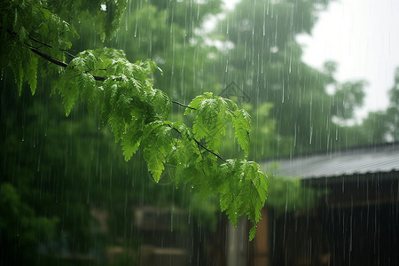 房屋树木绿树倾泻的夏雨背景