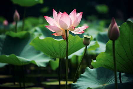 池塘里粉色的莲花背景图片