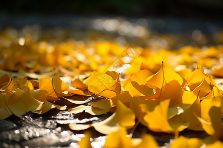 秋日中的落叶背景图片