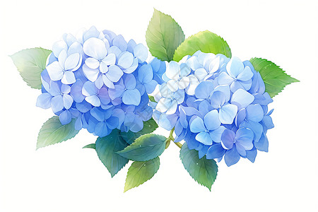 蓝色的绣球花背景图片