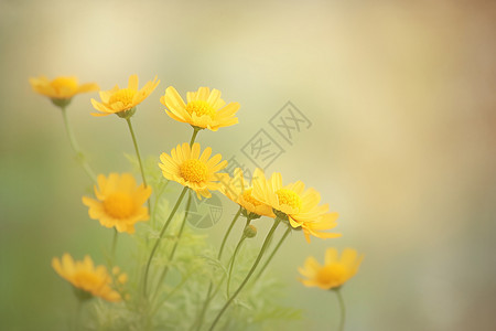 黄色菊花盛开高清图片