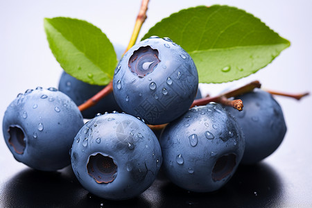 黑色树叶水珠蓝莓枝条上的水珠背景