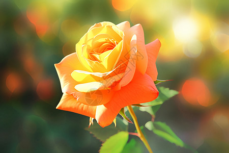 橙色唯美玫瑰花娇艳的玫瑰花插画