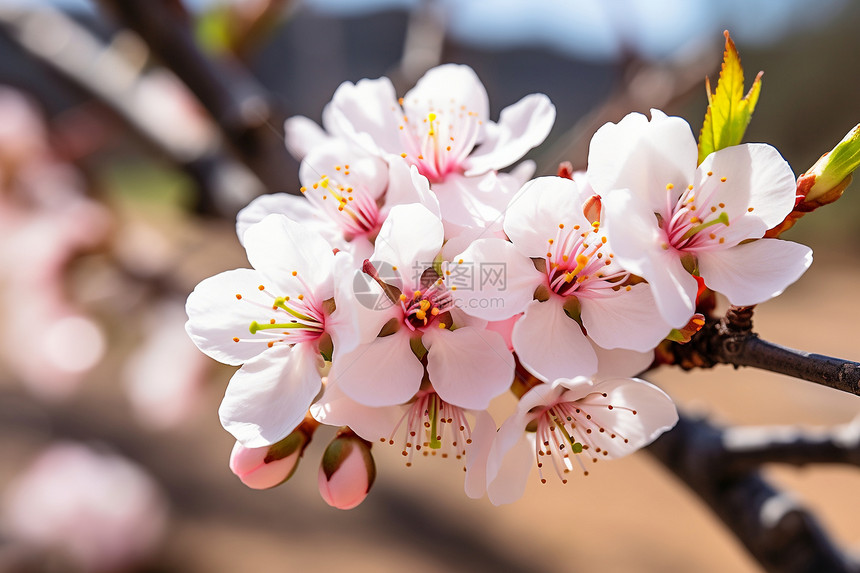 树枝上美丽的樱花图片