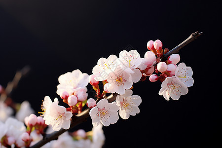 黑色背景花朵黑色背景中的花朵背景