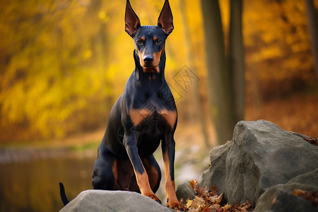 石头上坐着的杜宾犬背景图片
