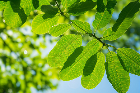 生长的绿色树叶背景图片