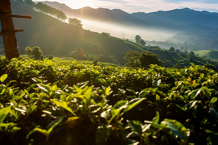 农田里面种植的茶叶背景图片