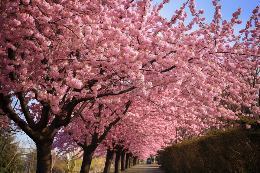 户外盛开的粉色樱花图片