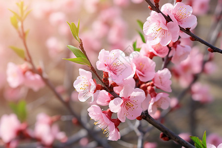 户外盛开的漂亮桃花背景图片