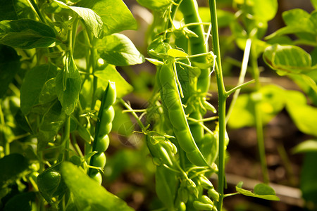 豌豆种植素材田园里面成熟的豌豆背景