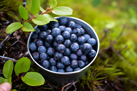碗中成熟的蓝莓水果图片