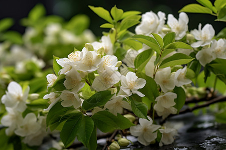 户外清新的茉莉花图片