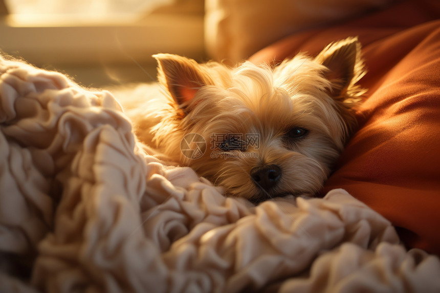 温柔入梦小狗在床上享受阳光和温暖图片