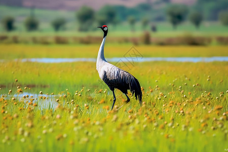 草原上的黑颈鹤背景图片